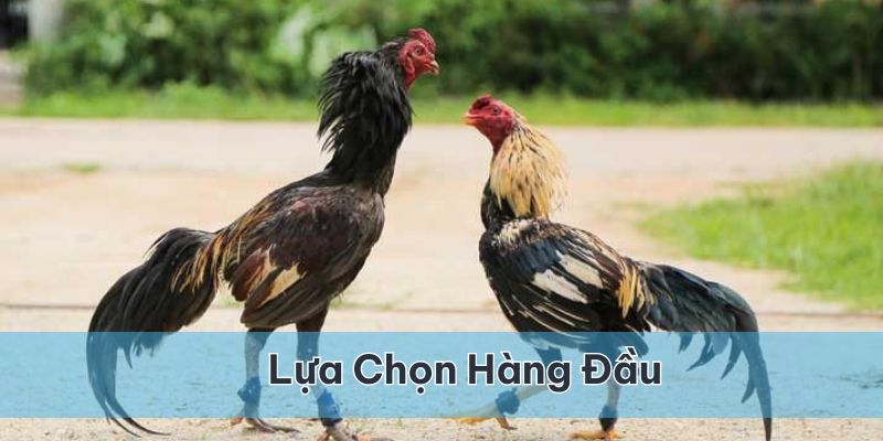 Không khó hiểu khi đơn vị trở thành lựa chọn hàng đầu của nhiều người