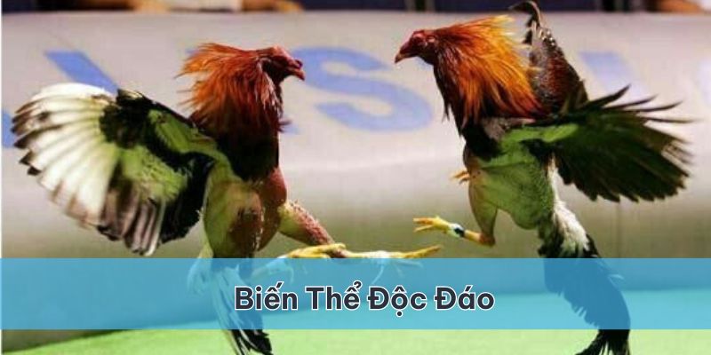 Những biến thể độc đáo tại đá gà EE88